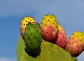 cactus benefits for health cactus benefits for health